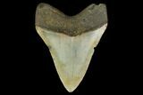 Fossil Megalodon Tooth - North Carolina #131602-1